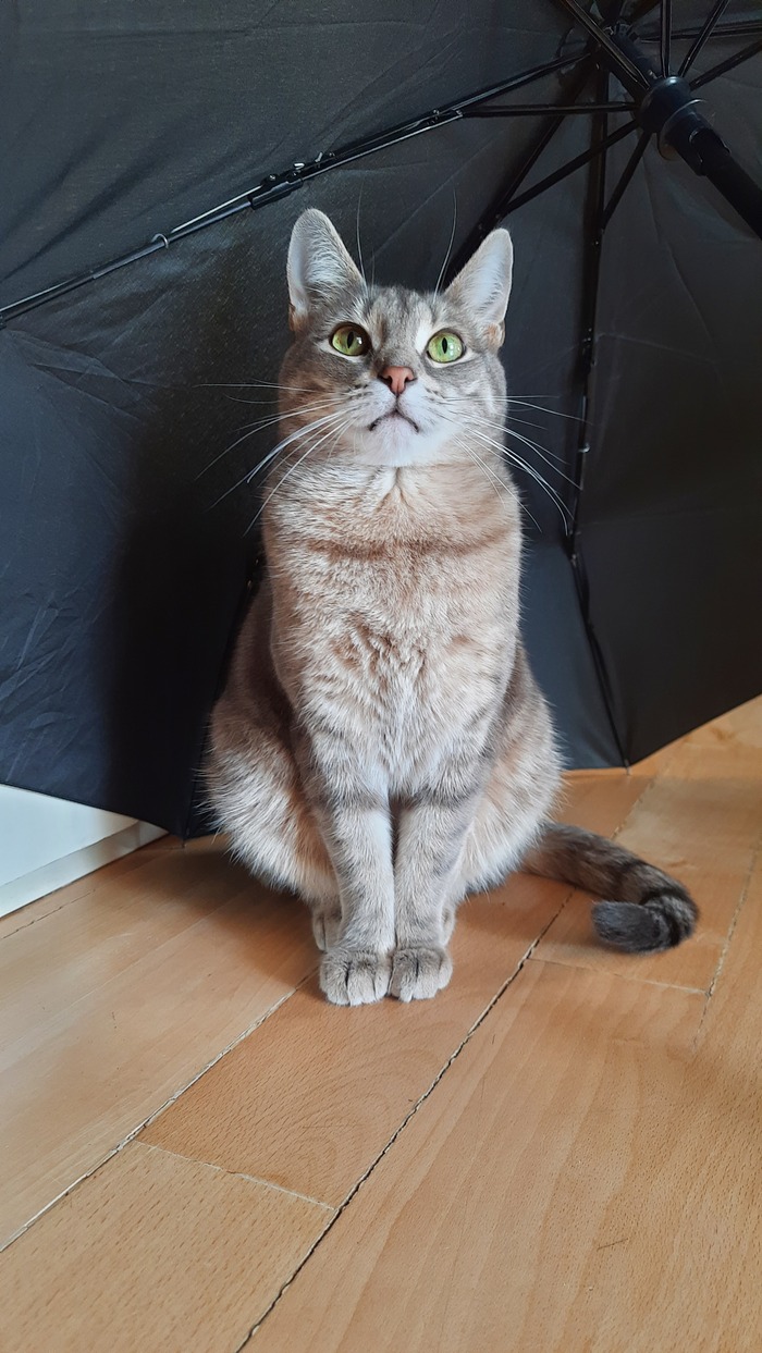 Само совершенство