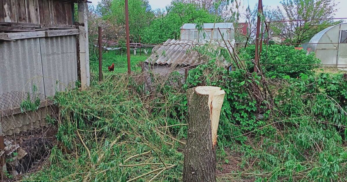 Сосед спилил деревья. Деревья на участке. На участке нет деревьев. Спиленное дерево. Соседи спилили дуб на своем участке.