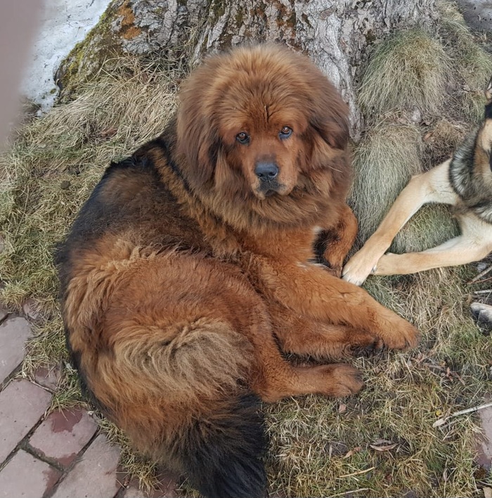Тибетский мастиф пропал в Рузском районе | Пикабу