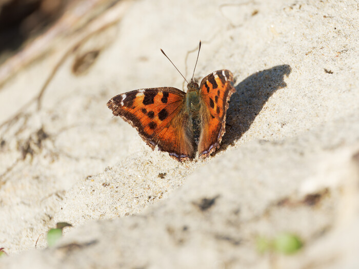 Многоцветница на песке