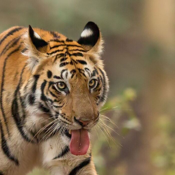 В предвкушении