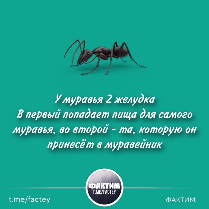 Факт про муравьев | Пикабу