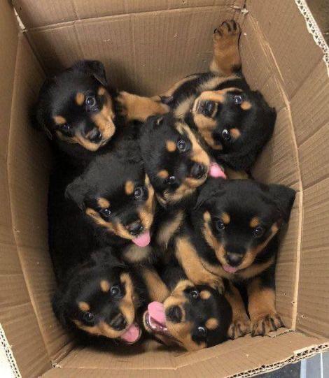 ��� ������� ������