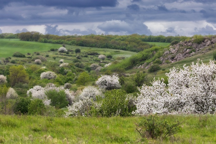 Яблони в цвету