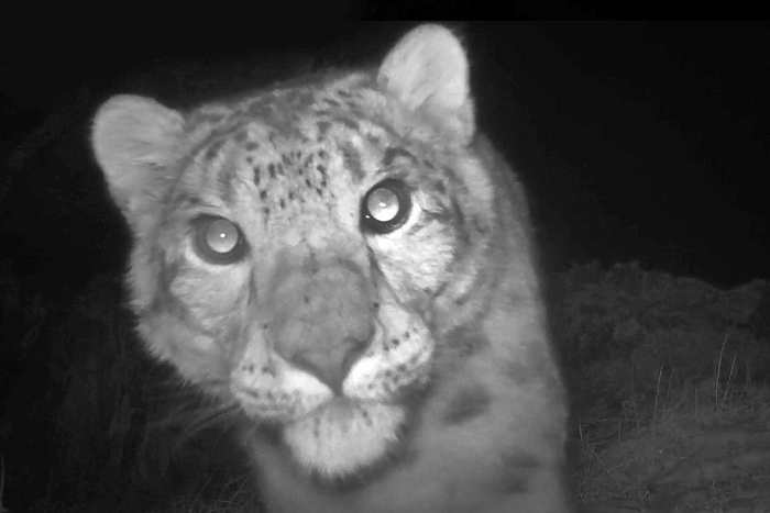 Весенние снежные барсики