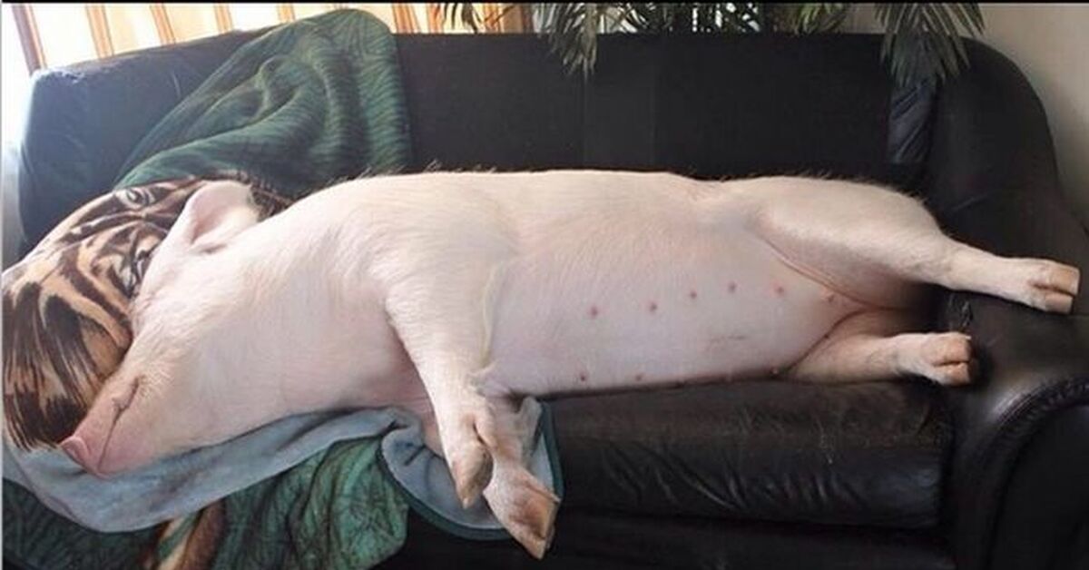 Свинья валяется. Спящий поросенок. Поросенок на диване.