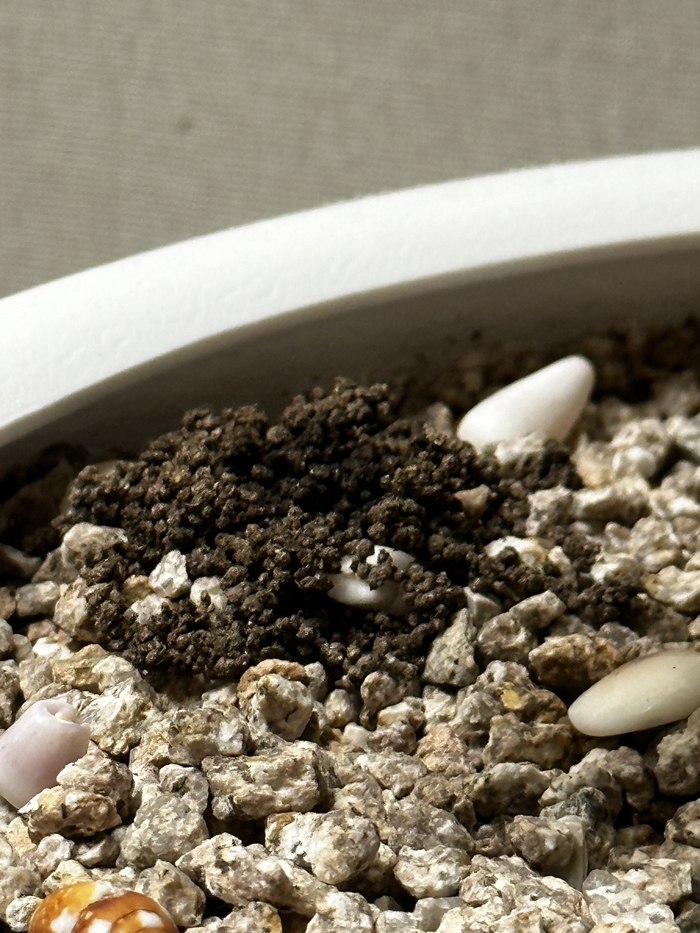 Help в цветочном вопросе…