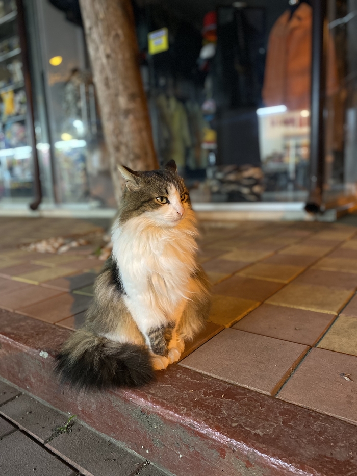 Уличная кошка