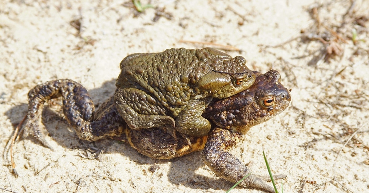 Развитие серой жабы. Жаба Буфо Буфо. Обыкновенная серая жаба. Серая жаба самка. Южноиндийская жаба.