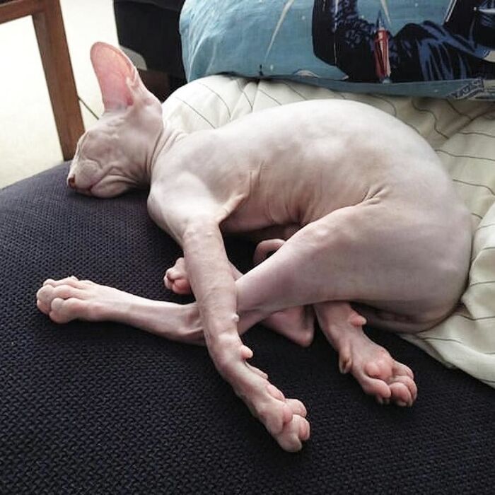 Бройлер по акции