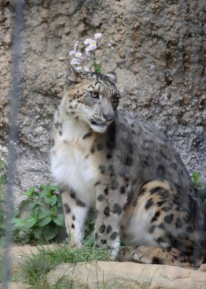 Украсила причёску цветами :3