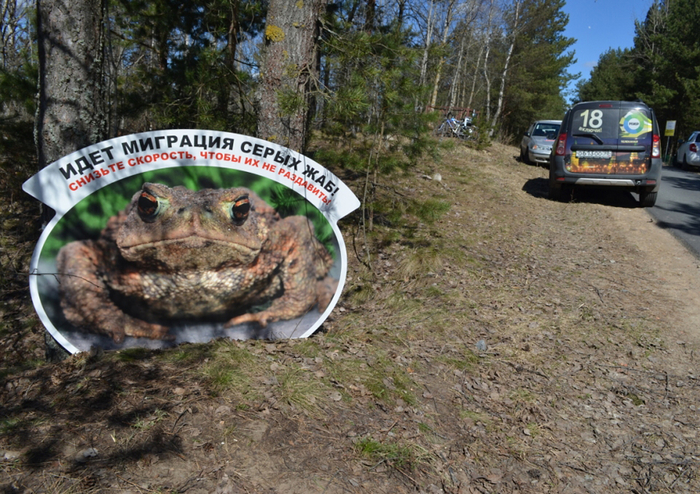 Берегите жаб, чуваки