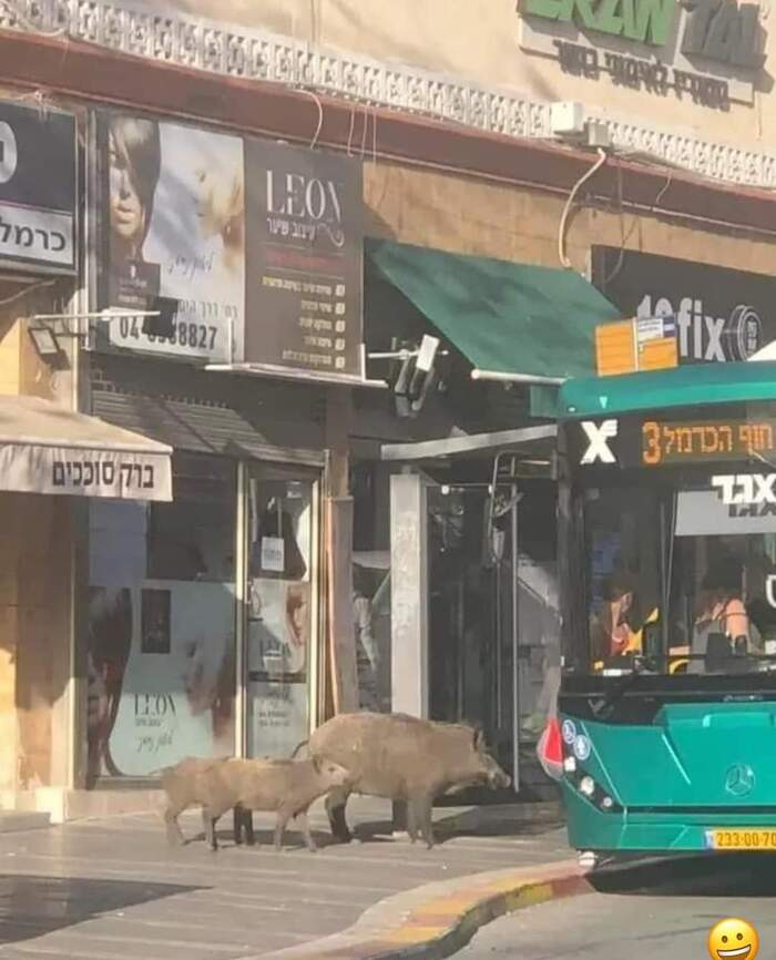 Хрюшки в Хайфе