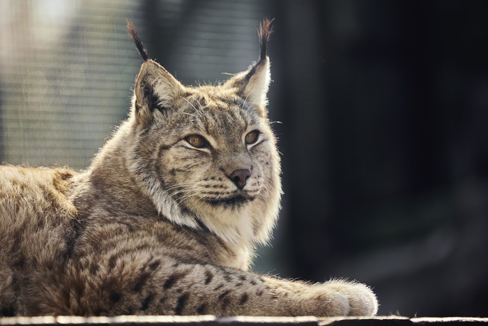 Рысь (Московский зоопарк)