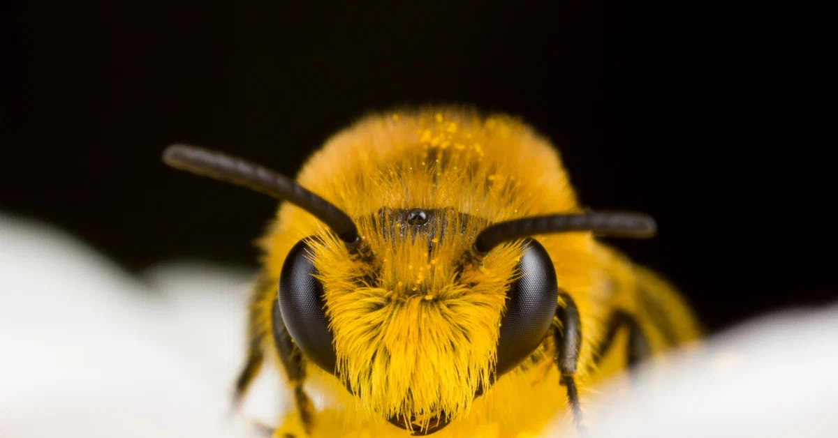 Какая голова пчел. Пчела. Пчела Макросъемка. Пчела фото. Зрение пчелы.