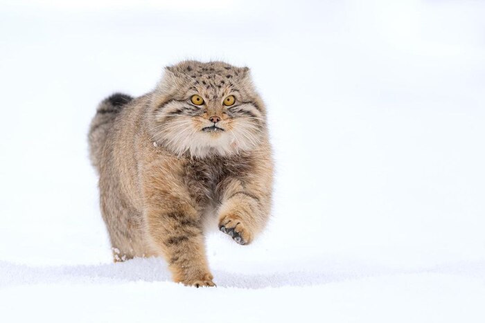 Решительный и отважный | Пикабу