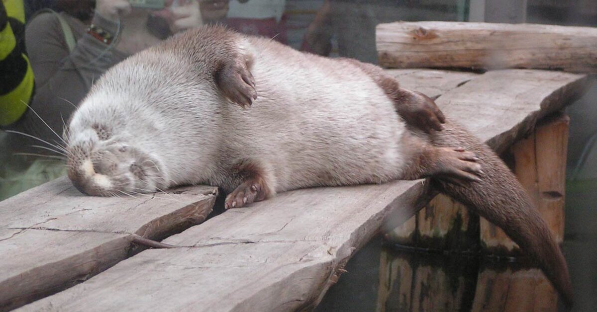 спящий бобр