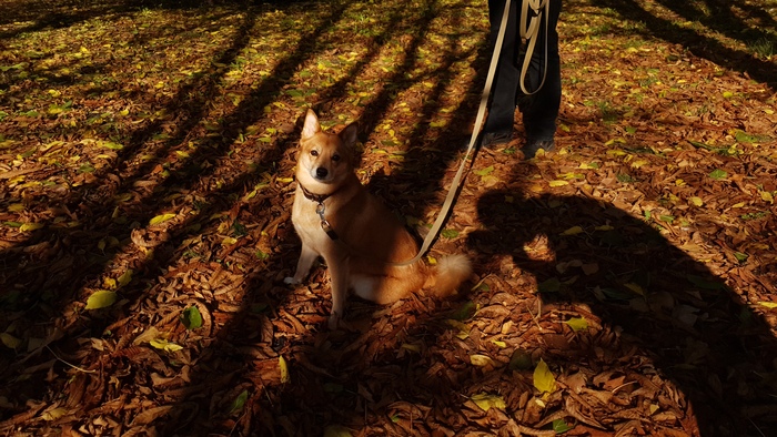 Осенняя собака