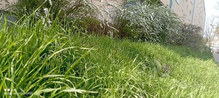 ������ ������