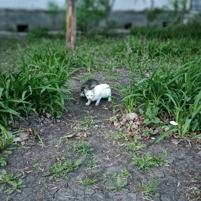  ,  , 