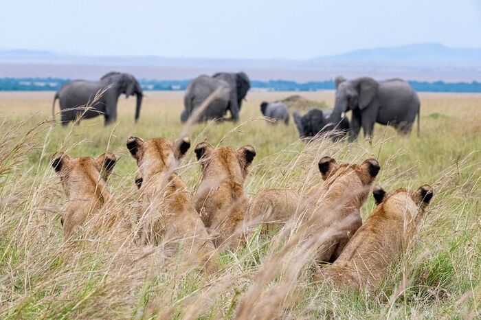 Наблюдатели