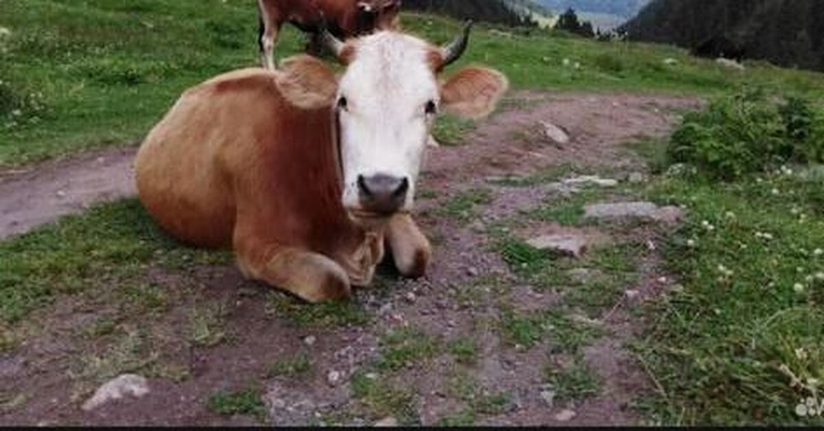 Корова, видевшаяся с Мишустиным - дает больше молока | Пикабу