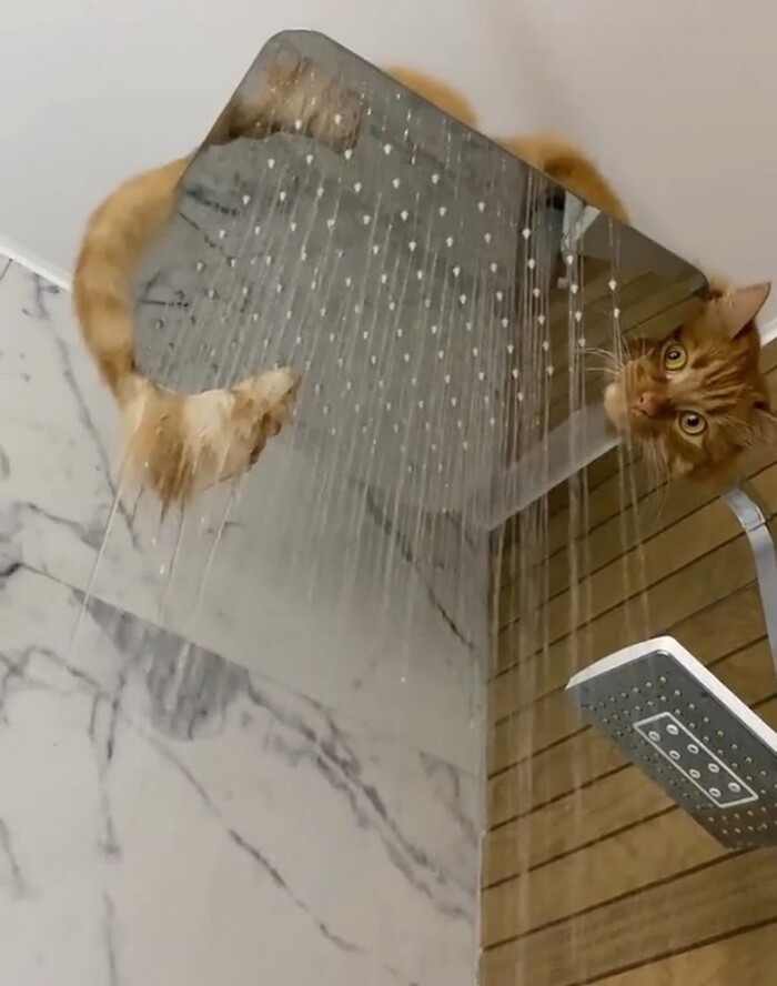 Хозяин, водичка не холодная?