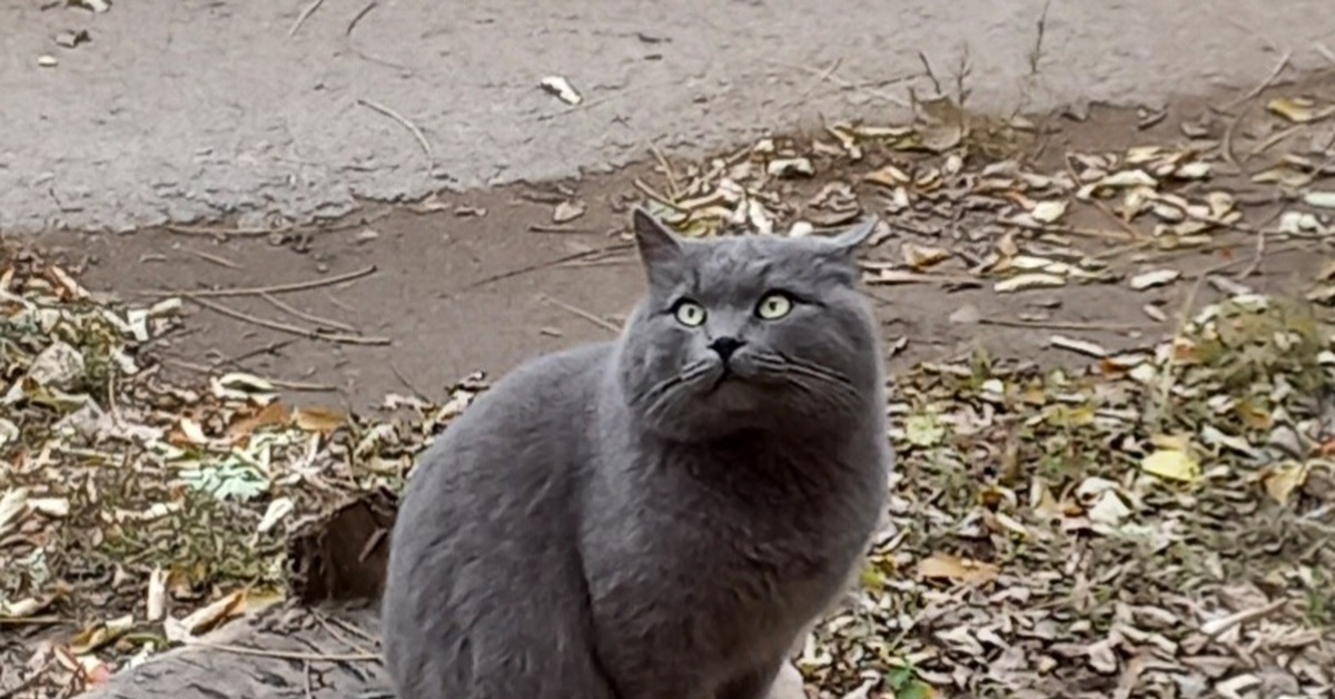 Котю в ленту | Пикабу