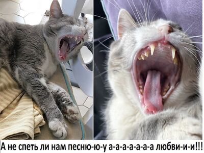 А не спеть ли нам песню...