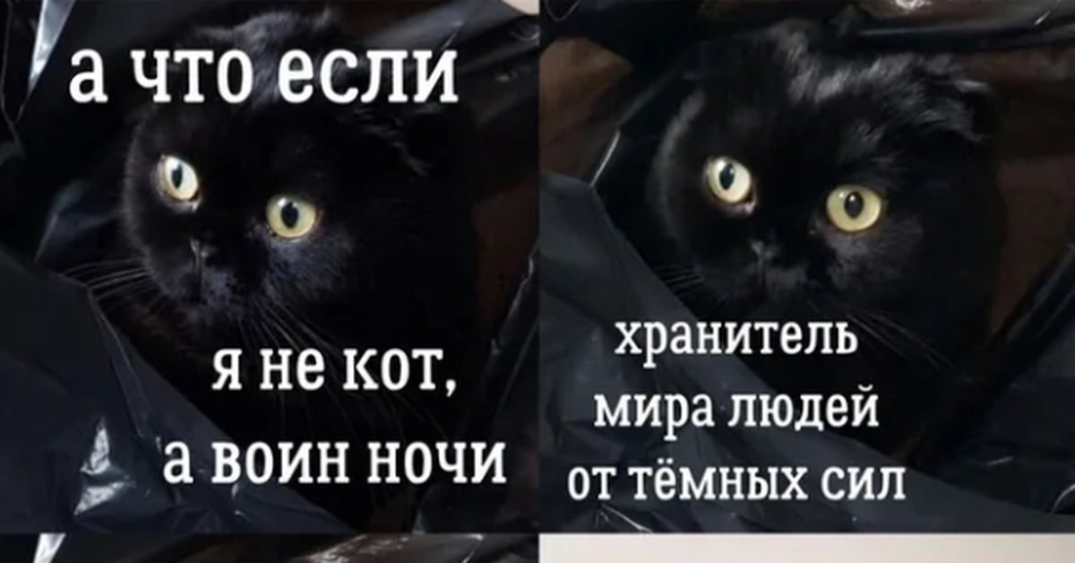 Песня почему котикам. Тыгыдык кот. Я тьма я ночь кот. Кот ночью Мем. Кошачий Тыгыдым.