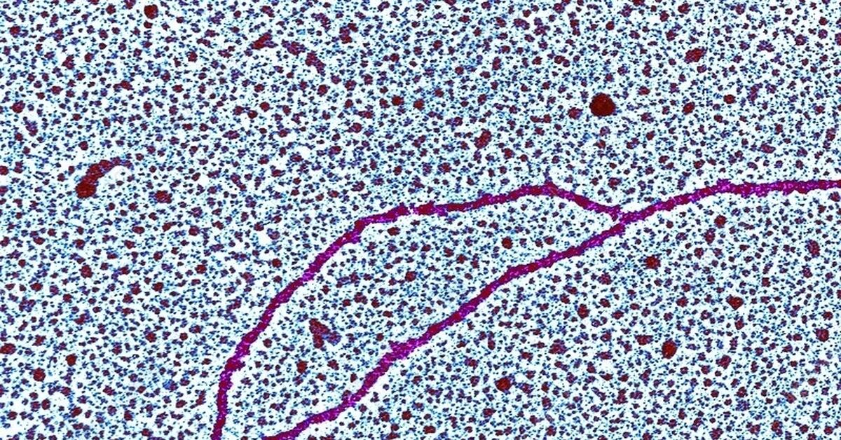 Как выглядит днк человека фото под микроскопом