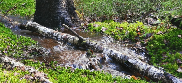 Неси меня река