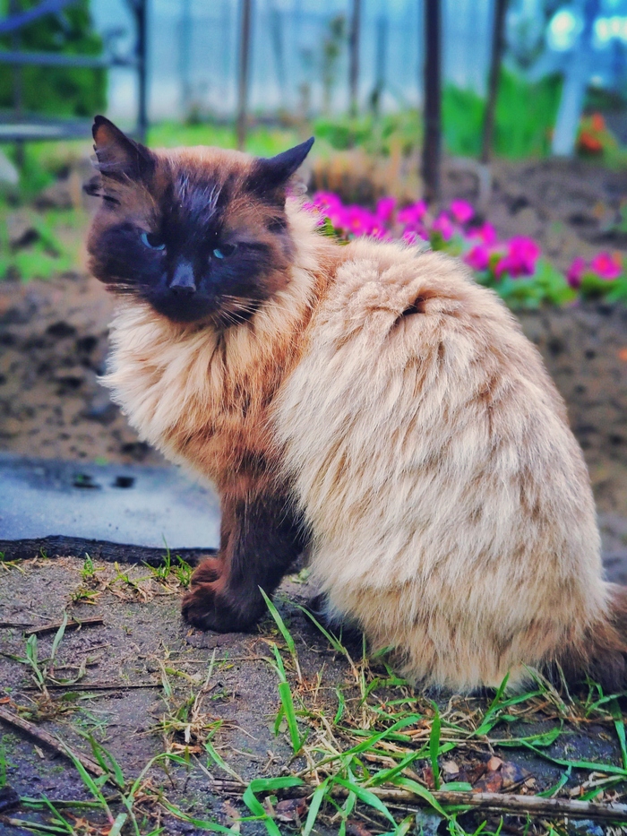 ��� �����