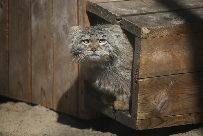 ����� ���������?