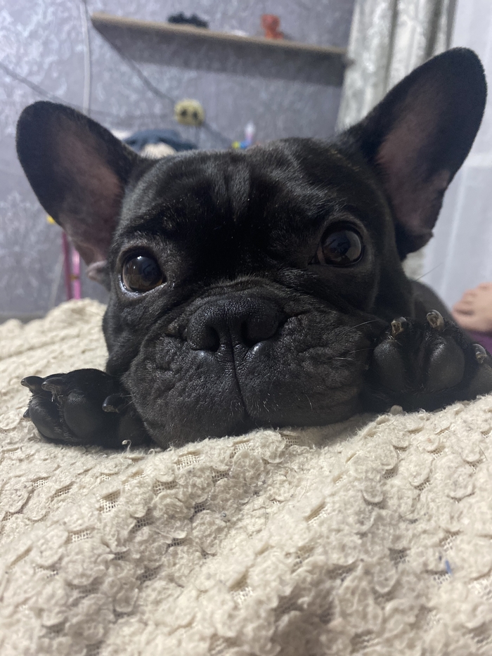 ������ �������, ������