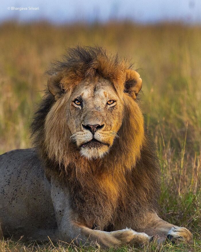 Король Лев в золотом утреннем свете