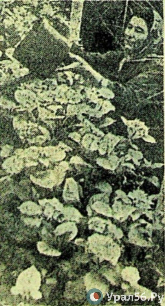 На демонстрацию или в огород. Как 1 Мая отмечали жители Орска во время СССР? Оренбургская область, Ретро, 1 мая, СССР, Длиннопост, Лесопитомник, Лесовосстановление, Саженцы