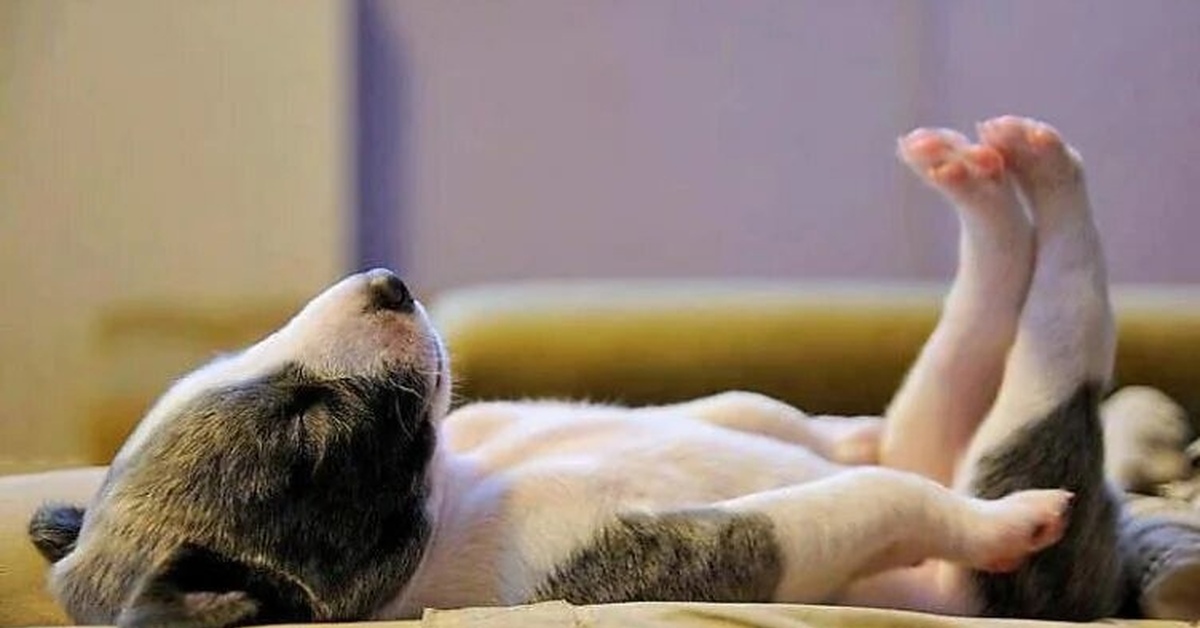 Не уставшая а отдохнувшая. Спящий щенок. Собачка лежит. Отдых после работы.