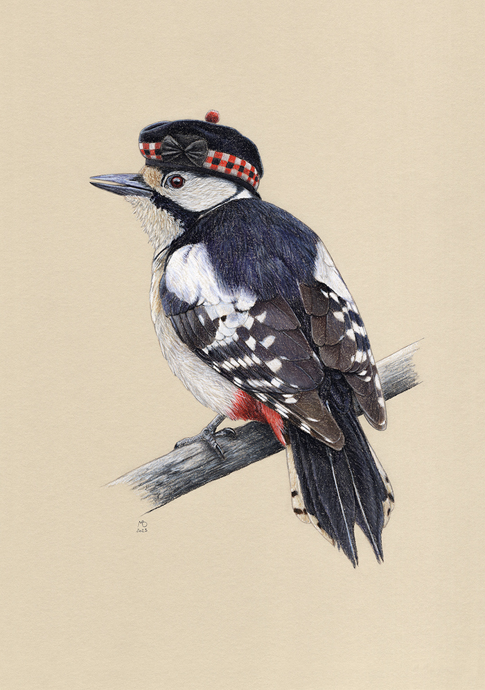 Большой пестрый дятел