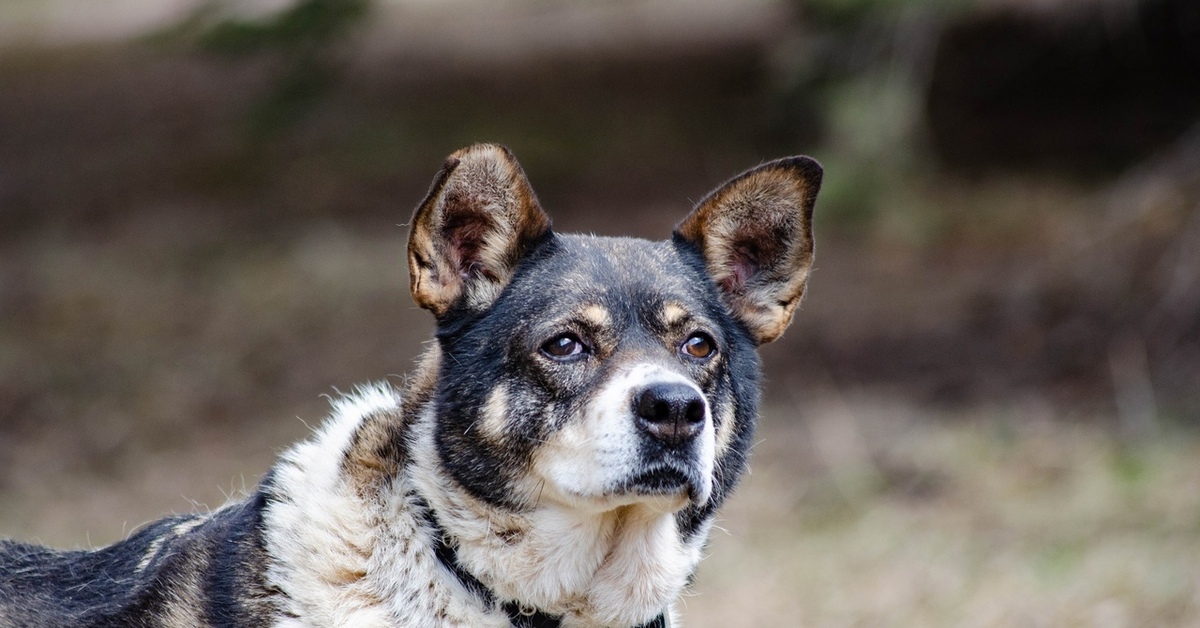 пожилая собака. собаки в строю. радостный старый пес. восточно-европейская овчарка длинношерстная. ротвейлер и бульдог.