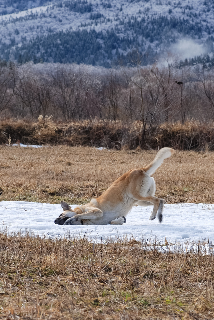Прощание с последним снегом :-)