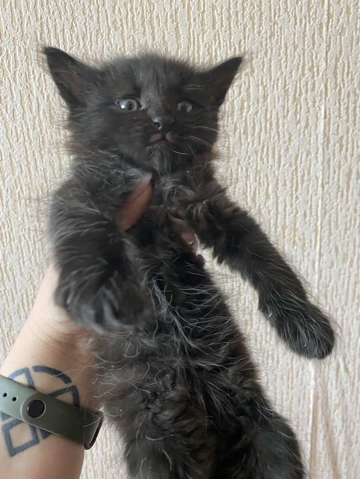 Просто котенок