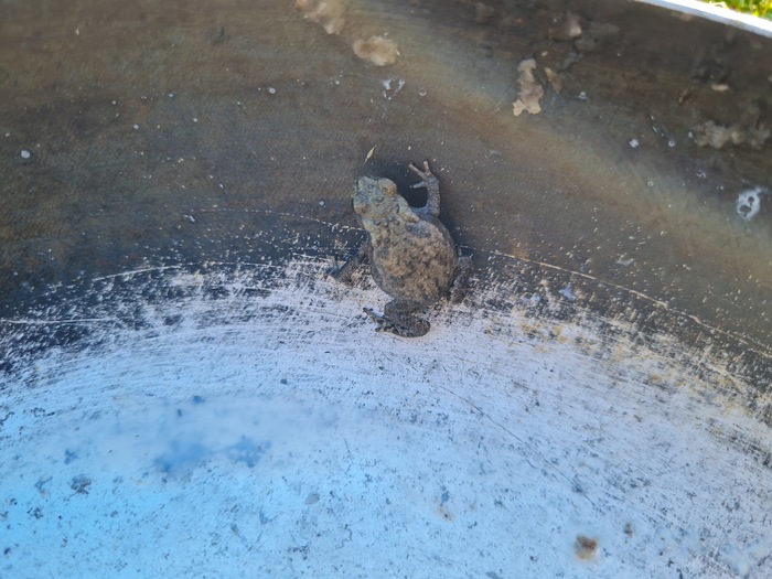 Маленькая жабка передаёт привет всем чувакам