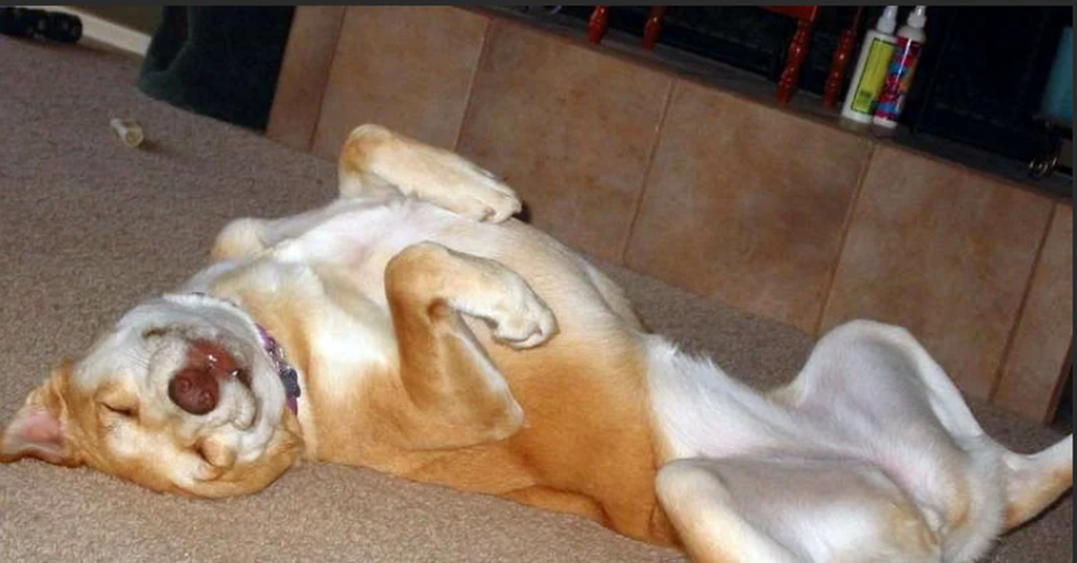 Почему собаки спят в ногах. Собака валяется на спине. Соачка вляется на спине.