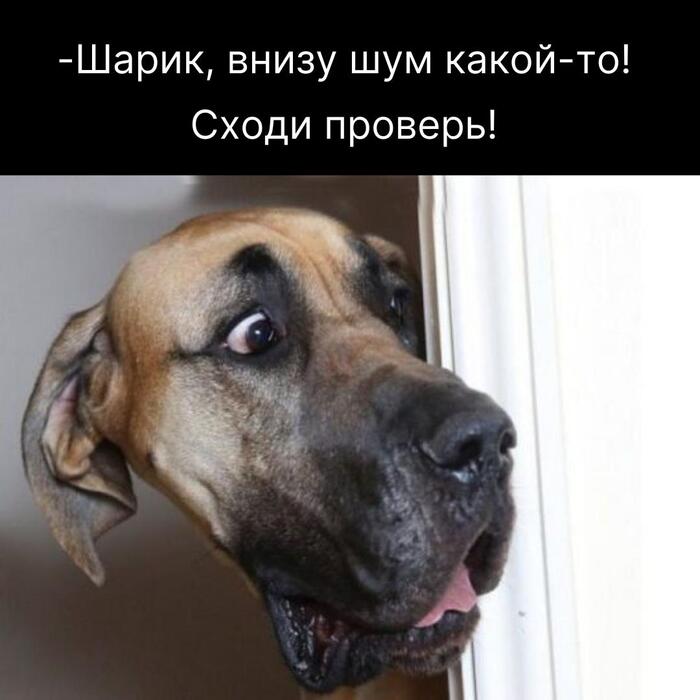 Осторожно, злая собака