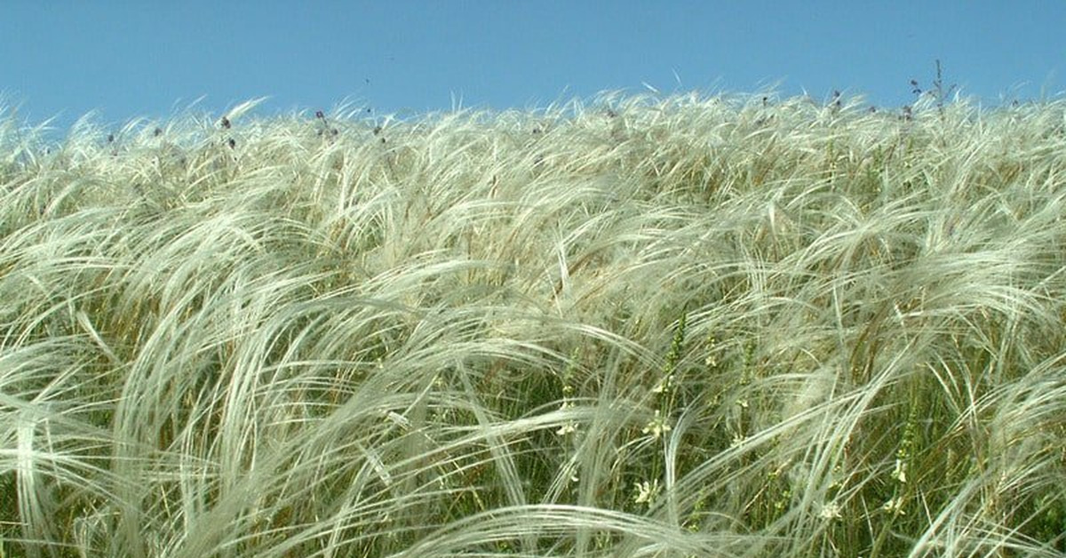 Этою травою. Ковыль перистый. Ковыль перистый Степной. Ковыль перистый (Stipa pennata l.). Ковыль Иоанна.