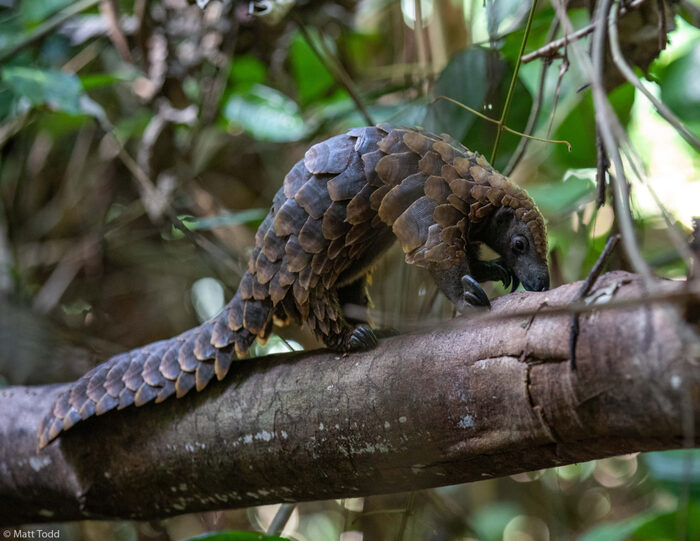 Длиннохвостый ящер