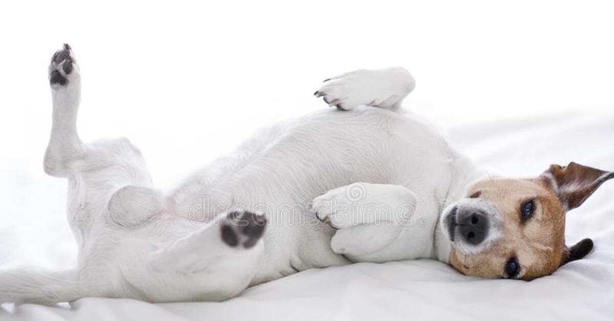 Почему собаки спят в ногах. Джек Рассел лежит. Спящий щенок Джек Рассела.