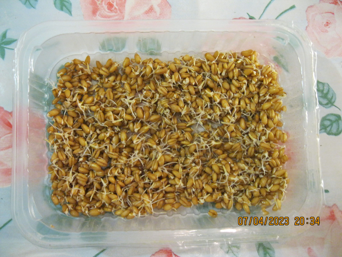 Kl en P enice Doma Pikabu Kl en P enice Doma Pikabu