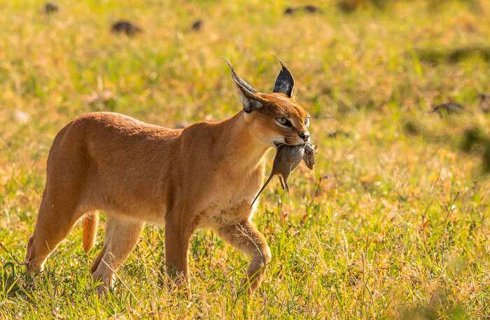 ������� - ��� �� ������ �������� �����. ��� - ���������� �������